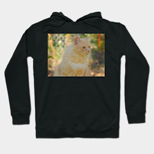 Golden Sun Cat Hoodie